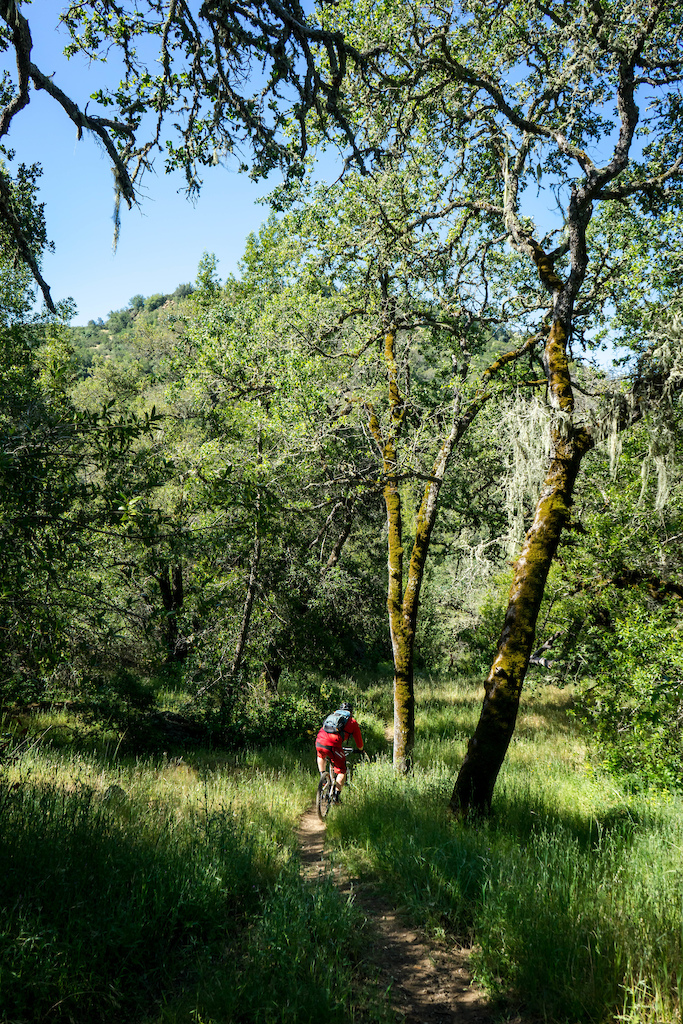 Getting lost in the overgrown trails that wind through Henry Coe State Park.