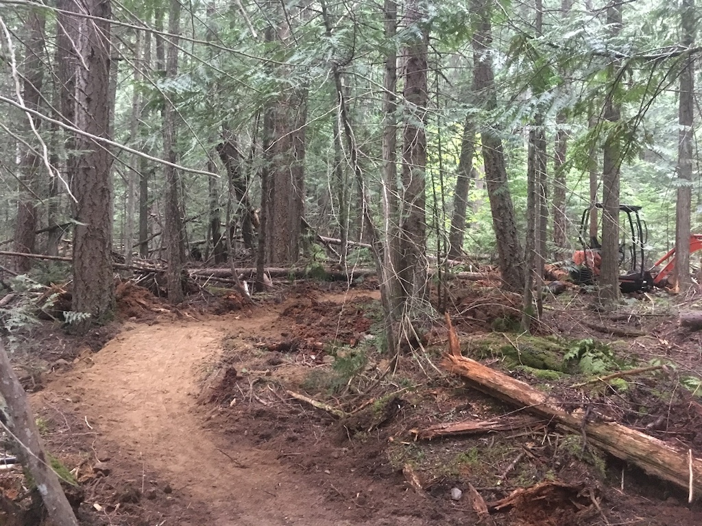 Rolling single track through the thick Cedar forest.