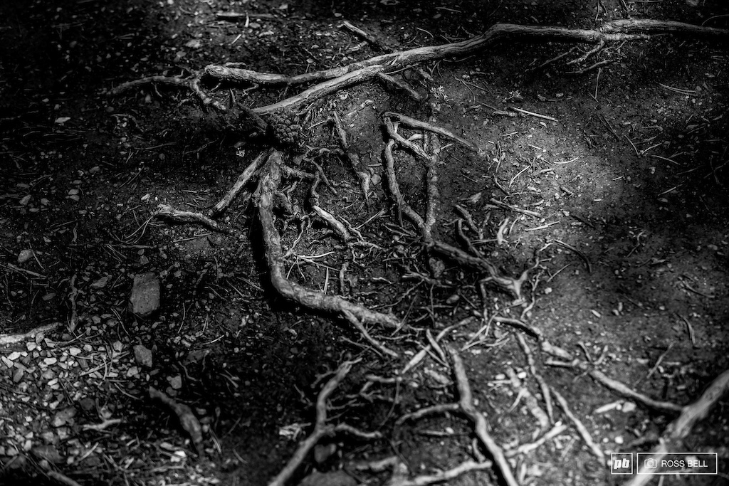 Cobwebs of roots litter the length of the track with more like to appear as the dirt is ripped from the surface.