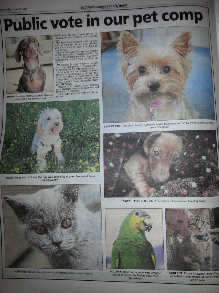 There's a local pet competition, and whoever wins will get judged by a local artist who will paint a picture worth over £200 and a few extras included. I added my Harry and he get's into the local paper tonight. It's a public vote but I'm happy for him to be seen by 80,000 people anyway in the local news. he's my champion whatever the outcome.
