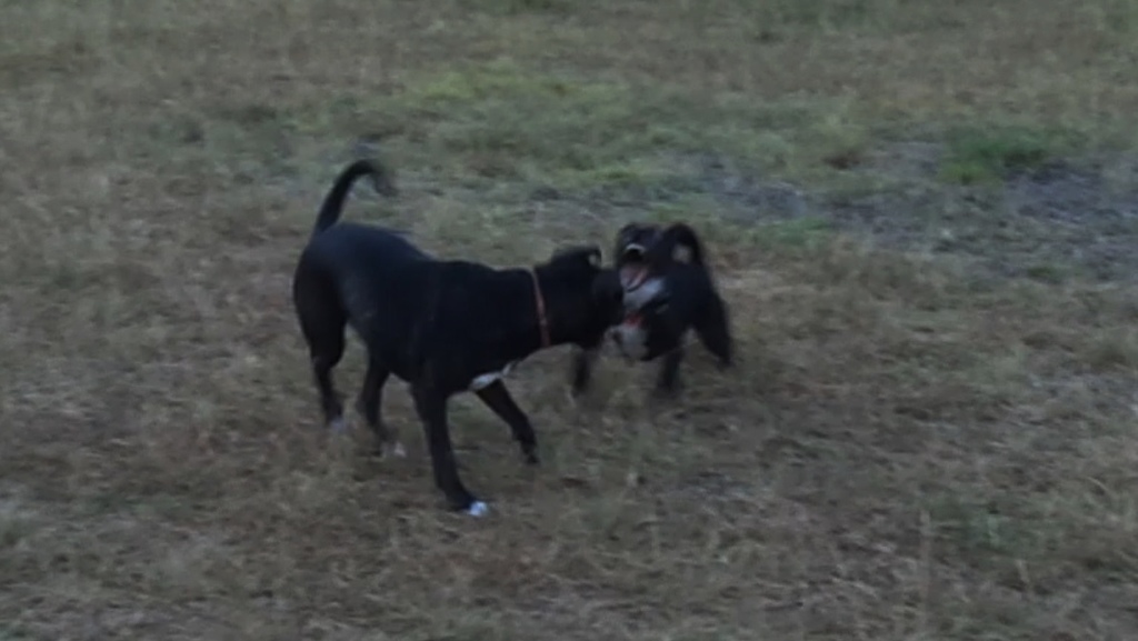Dixie about to latch onto Daisy...playing in the front yard