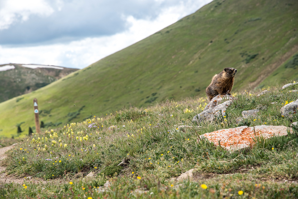 Colorado Trail Race - Recap and Results