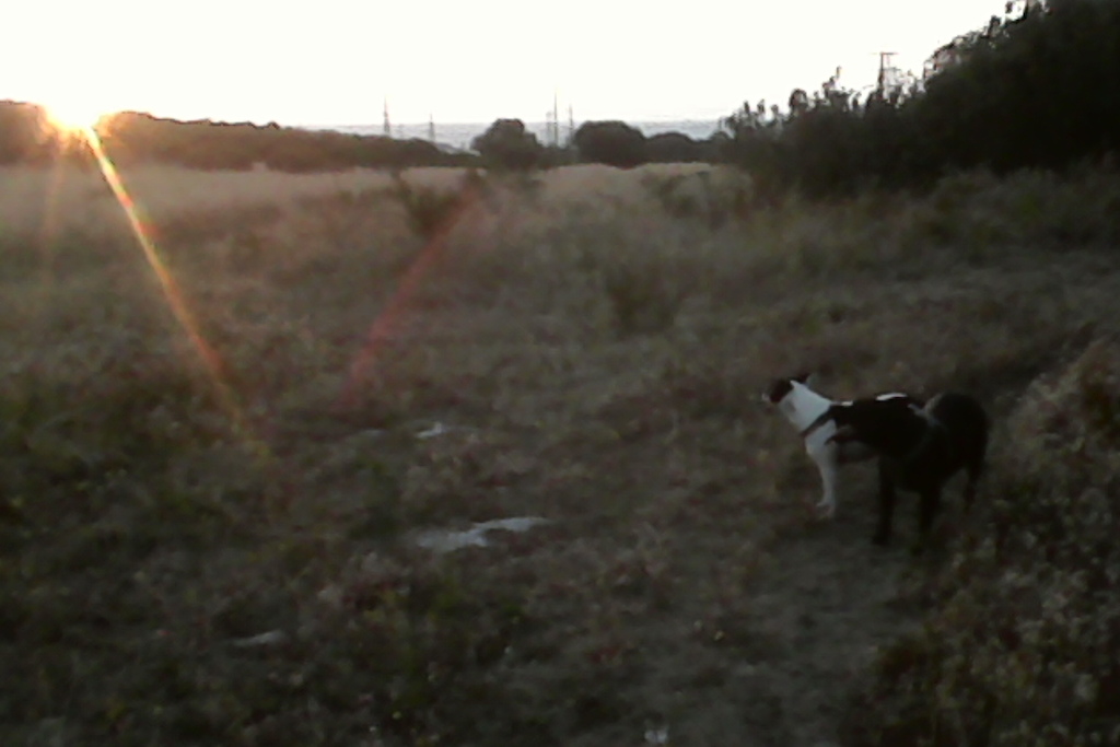 Jazz, white, Murphy Black, checking out the sunset.