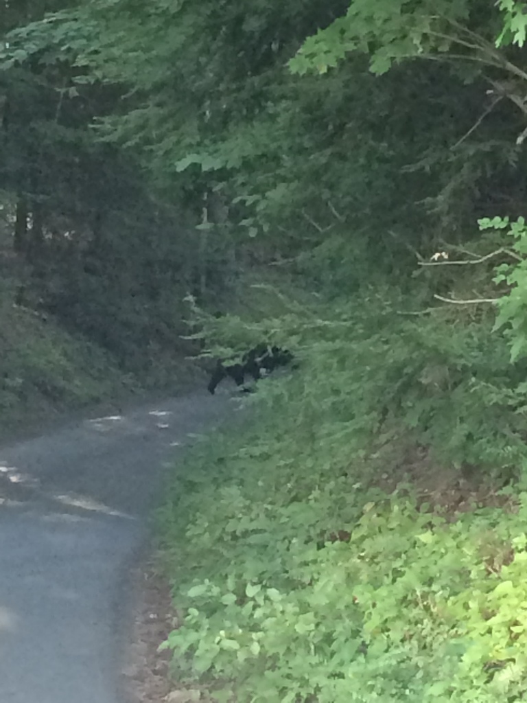 Big Boar Bear, he crossed the path in front of us, couldn't get a good shot though