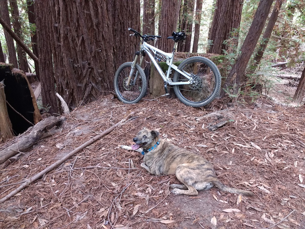 Kona is happy with a 9-mile ride.