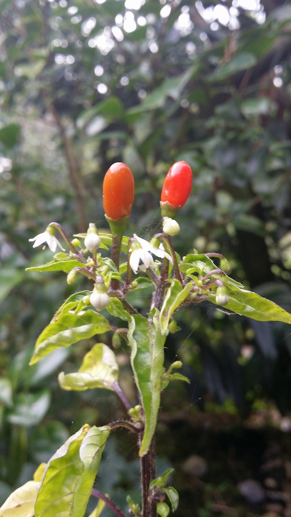 Pequin peppers 2017
