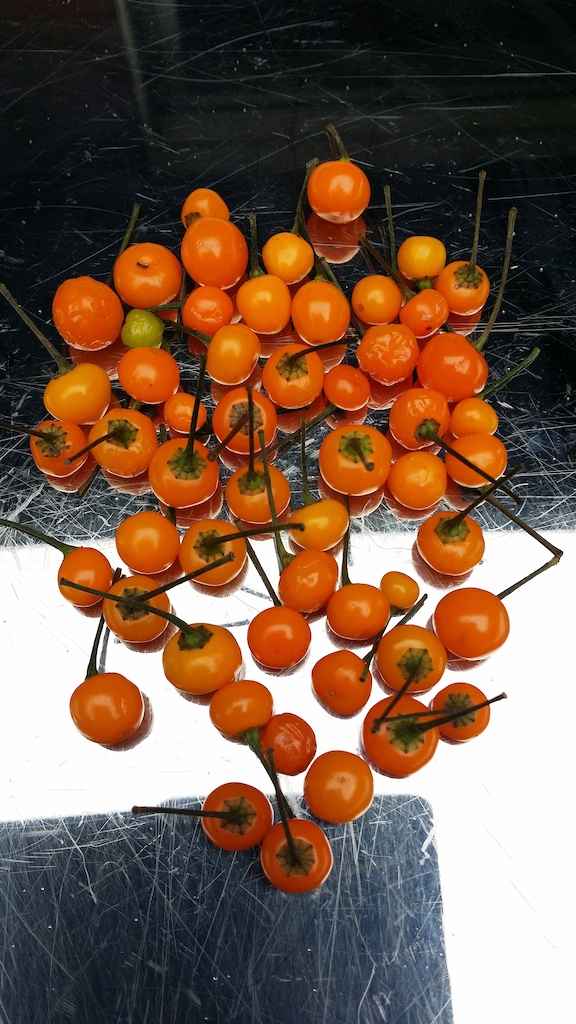 Charapita peppers