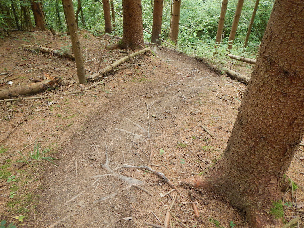 No bike parky stuff here, just loamy dirt and ruts.
