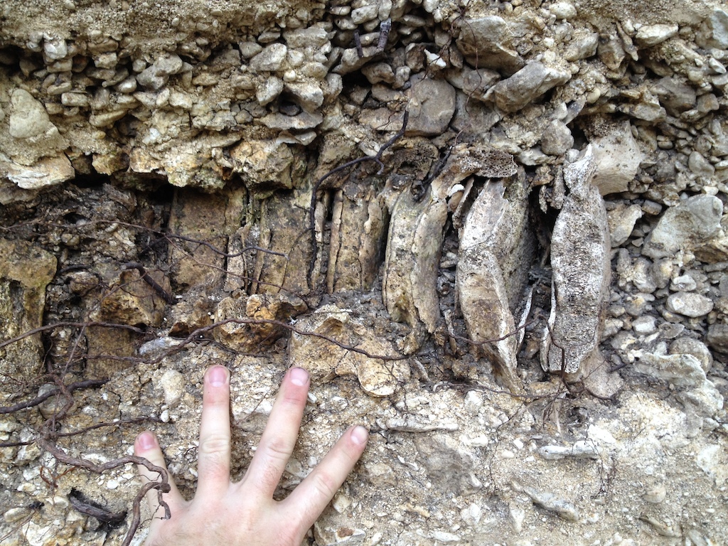 mammoth vertebrae bones found while arrowhead hunting/riding