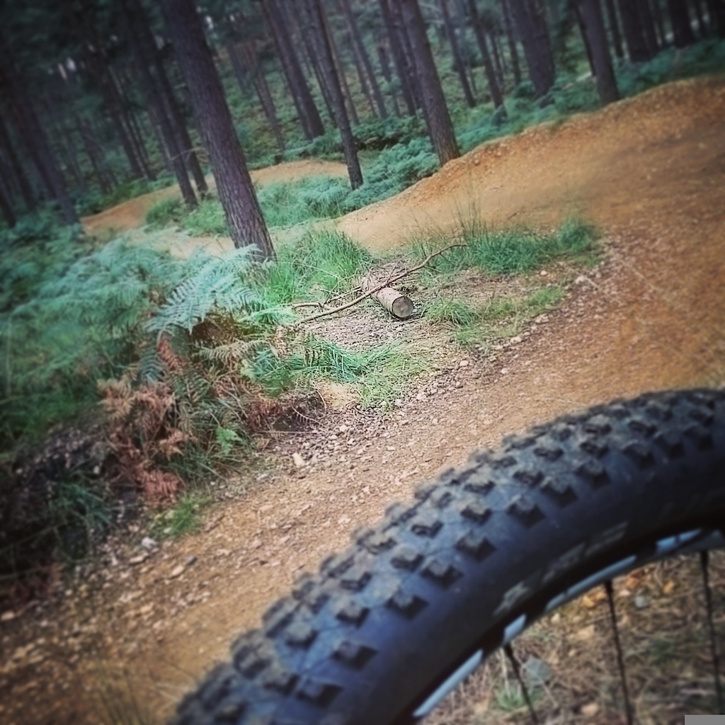 Splendid trail conditions at Swinley Forest today.