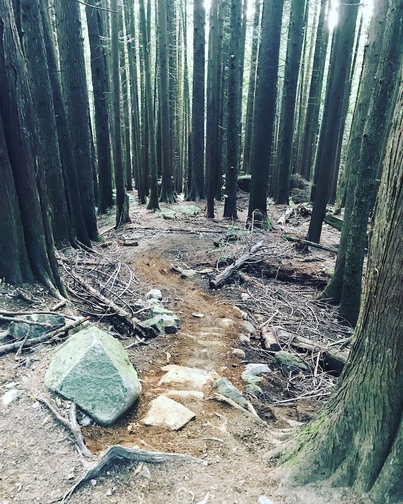 i loved this trail today!  dirt was prime!