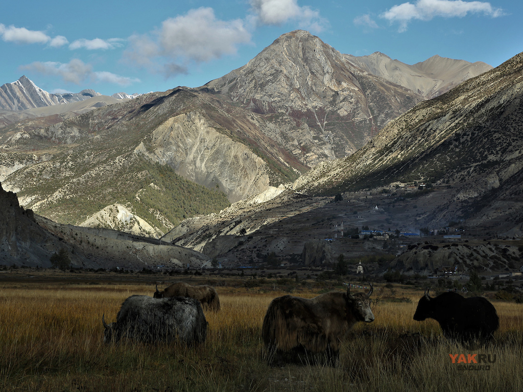 yaks grazing in manang