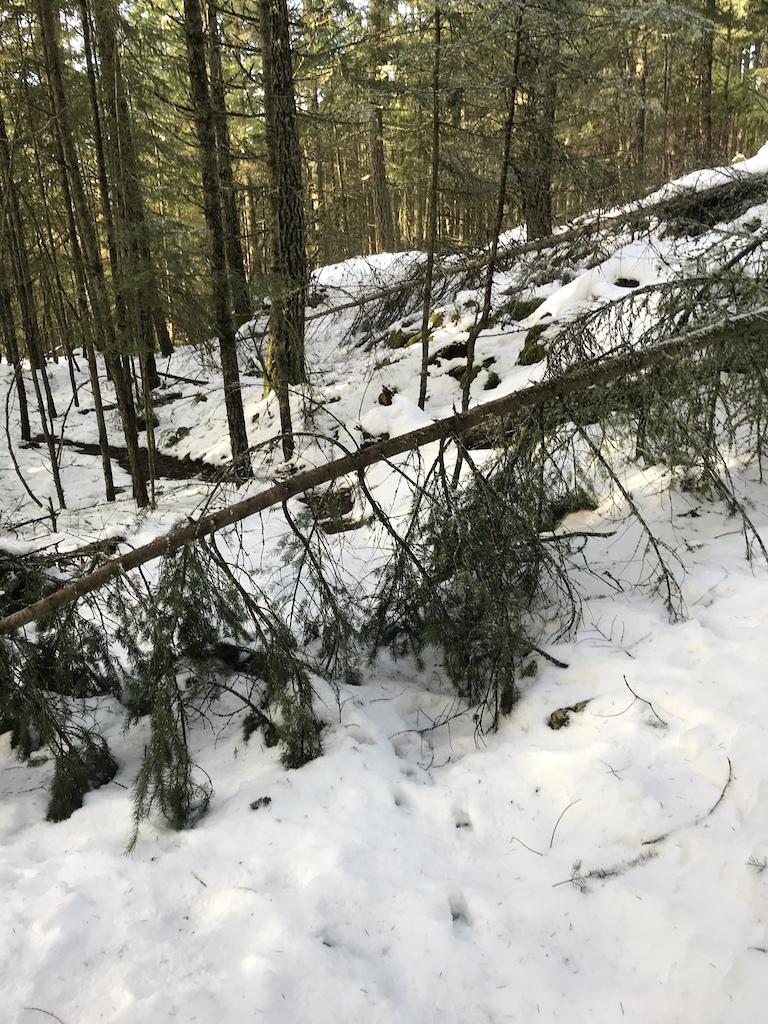 Fallen Trees on Upper Maple ~ Trailforks Trail Report