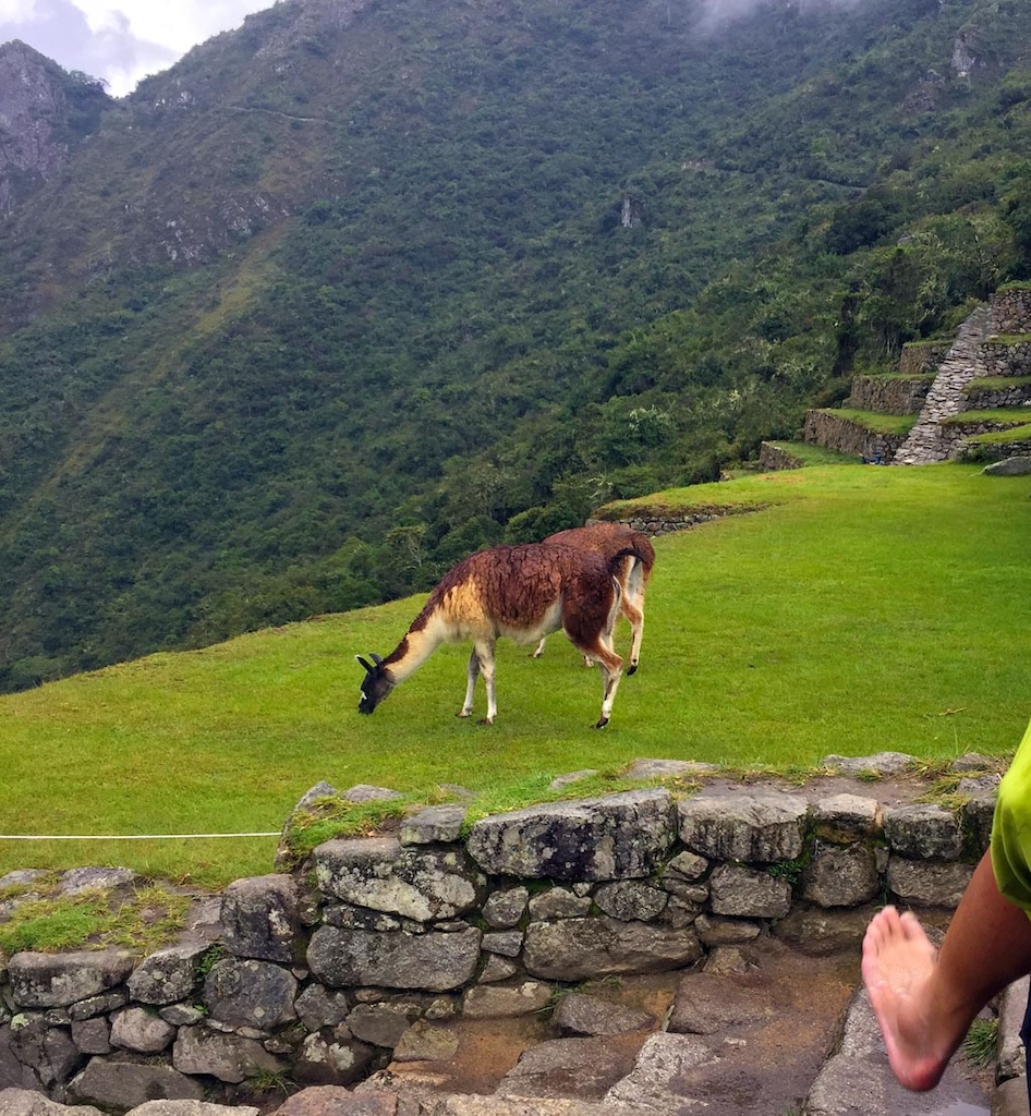 No trip to Peru is complete without including a stop in Machu Picchu. Since it was made into an UNESCO Site in 1983, and labelled one of the new 7 Wonders of the World in 2007 it has seen over 1 million visitors per year since 2012.

It is so popular as a Bucket List trip many of the Galapagos tours add Machu Picchu on an add on. To see how desperate this is look at a map at how far apart these two areas are (hint – its far). Since it is so popular you can do this as fast as a one day trip from Cusco, or a 4-5 day Trek on the Inka trail from Ollantaytambo or Santa Teresa (via Salkantay ). 

We decided to do a moderate length trip, 2day trip, which is perfect for non-hikers and people who want to be less rushed then doing it in on day, or are not interested in a four day hike.