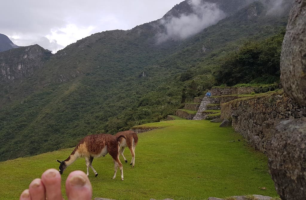 No trip to Peru is complete without including a stop in Machu Picchu. Since it was made into an UNESCO Site in 1983, and labelled one of the new 7 Wonders of the World in 2007 it has seen over 1 million visitors per year since 2012.

It is so popular as a Bucket List trip many of the Galapagos tours add Machu Picchu on an add on. To see how desperate this is look at a map at how far apart these two areas are (hint – its far). Since it is so popular you can do this as fast as a one day trip from Cusco, or a 4-5 day Trek on the Inka trail from Ollantaytambo or Santa Teresa (via Salkantay ). 

We decided to do a moderate length trip, 2day trip, which is perfect for non-hikers and people who want to be less rushed then doing it in on day, or are not interested in a four day hike.