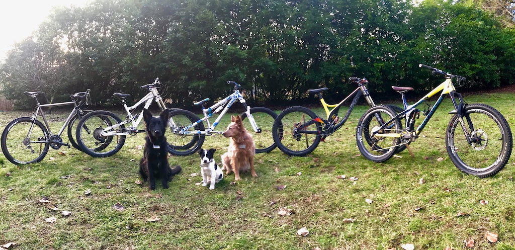 Stable of bikes, and stable of trail dogs.