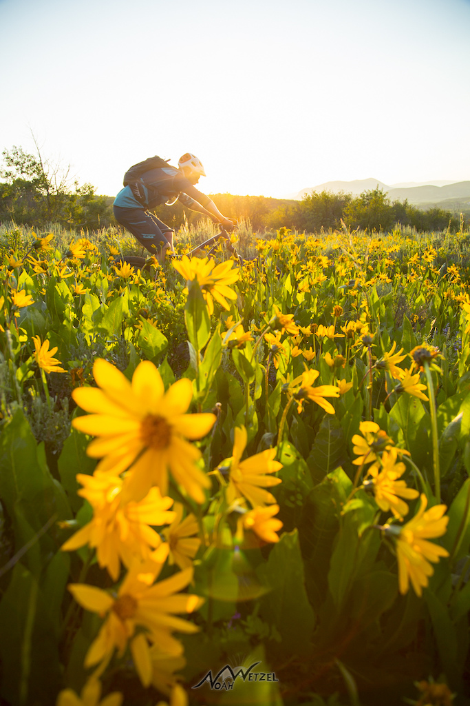 Justin Reiter rides through a field of sunflowers in the late afternoon on Emerald Mountain in Steamboat Springs, Colorado.