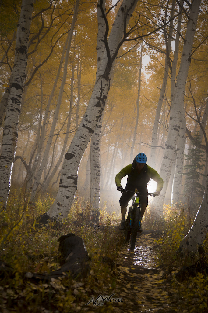 Cold and rainy fall day underneath a golden canopy in Steamboat Springs, Colorado.