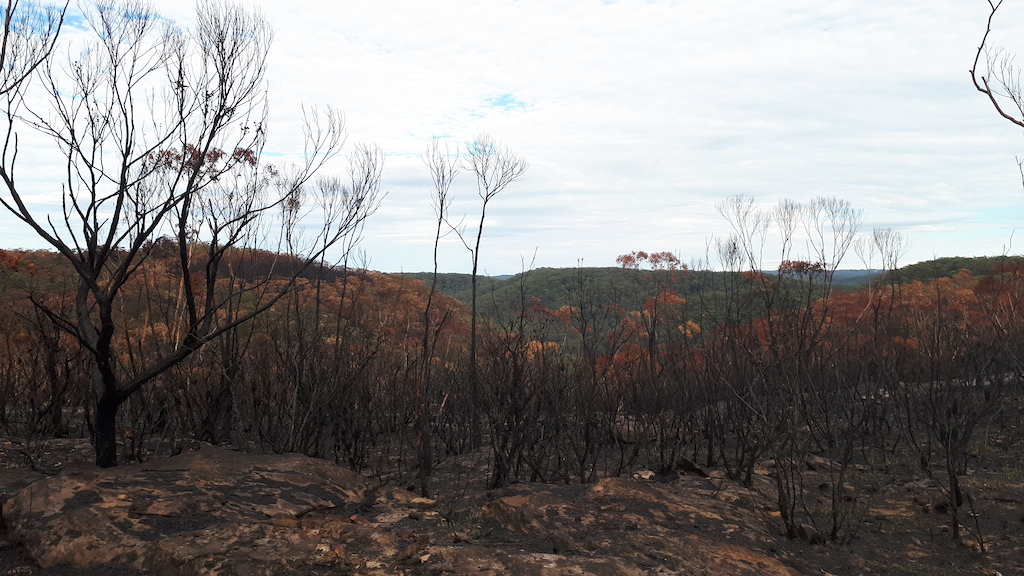 Oaks firetrail in Eucalyptus blue mountains forest