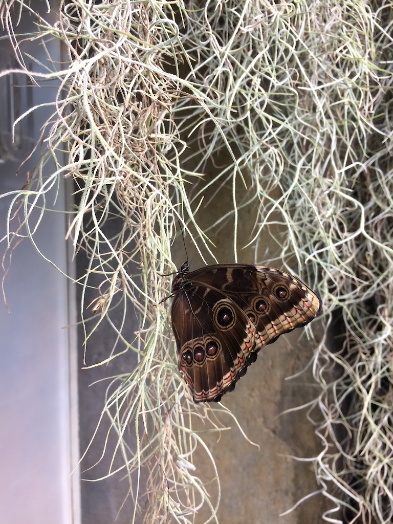 Butterfly garden at Strong Museum
