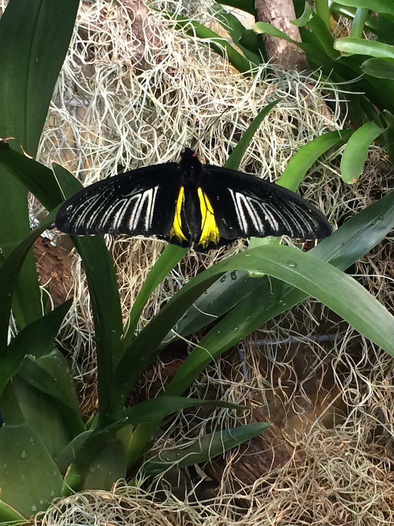 Butterfly garden at Strong Museum