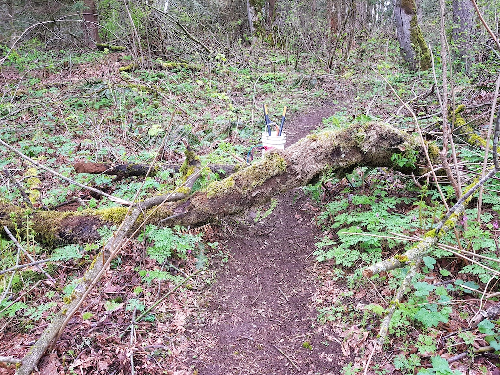The large tree limb that was balancing precariously the last several months finally fell over. On the trail, of course. This is at the bottom of Hail Mary. Bloody heavy thing, but a friendly dogwalker helped me drag it off to the side.