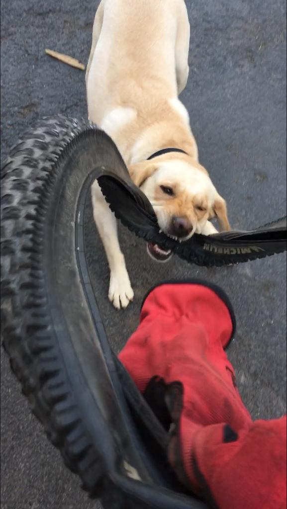 My dog helped me dispose of an old, punctured tire.