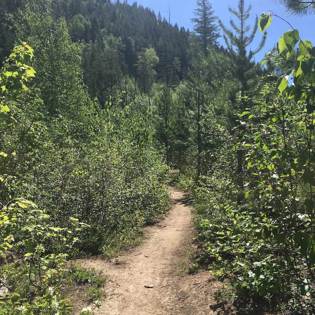 A dirt trail through dense green forest with tall conifers.