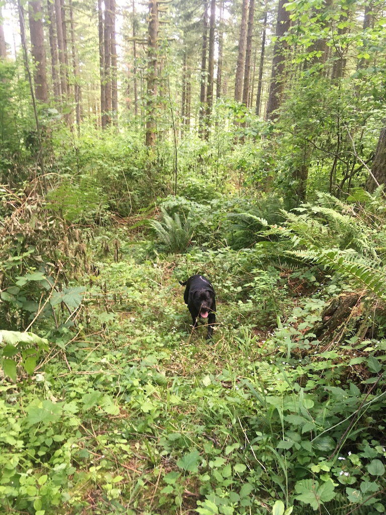 we found about 3/4 mile of this very old gentle grade. maybe one day it could become a jump line!