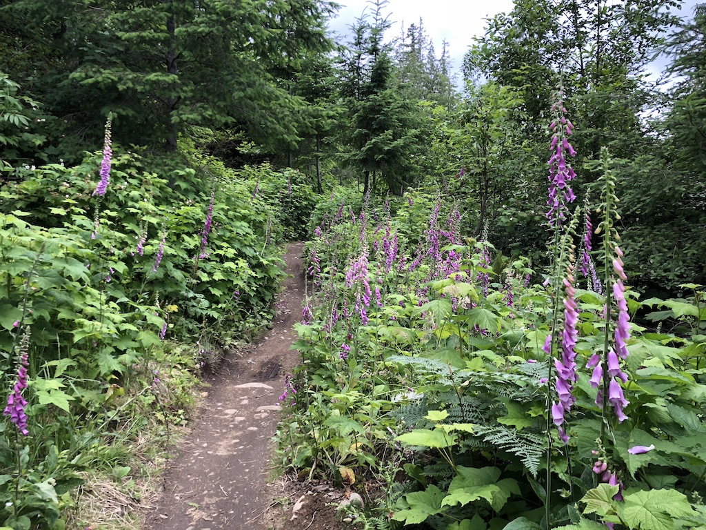 Foxgloves just past the UM2 checkpoint