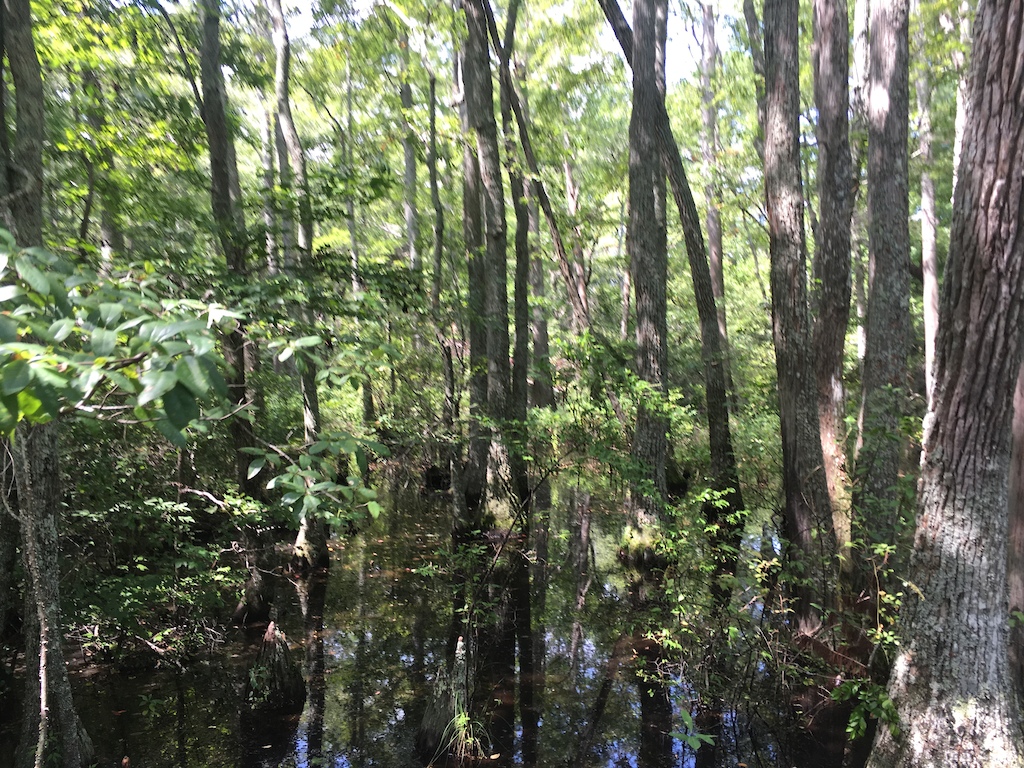 Why do you love nature?