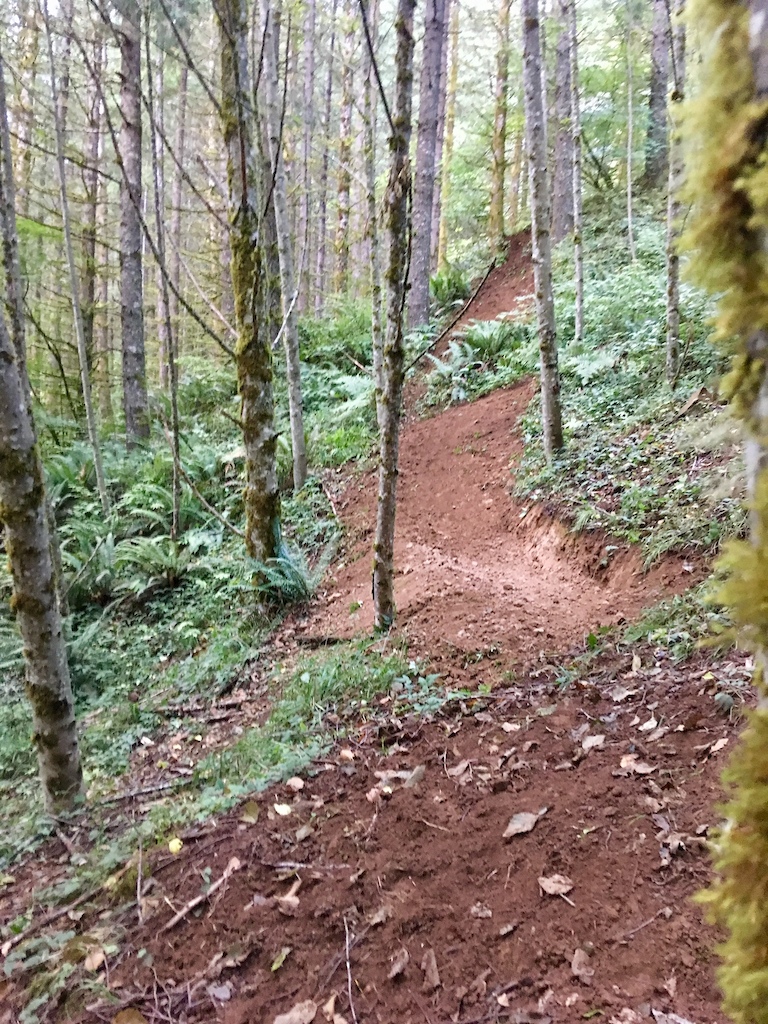stepdown gap over patch of ferns

 - - 

from above: https://www.pinkbike.com/photo/16440682/