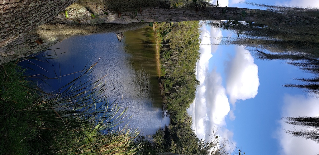 A hiker's reflection in still water surrounded by forest and wetland vegetation.