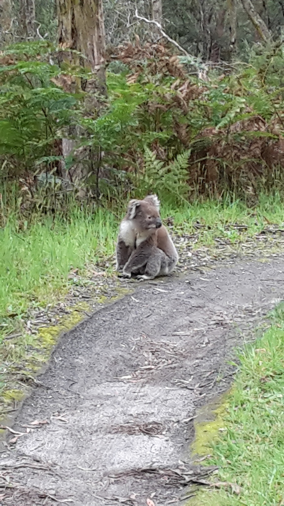 We came across this Koala on trail head