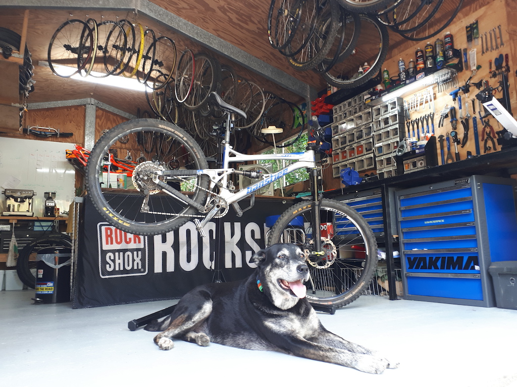 Yoda the shop dog chilling in the workshop