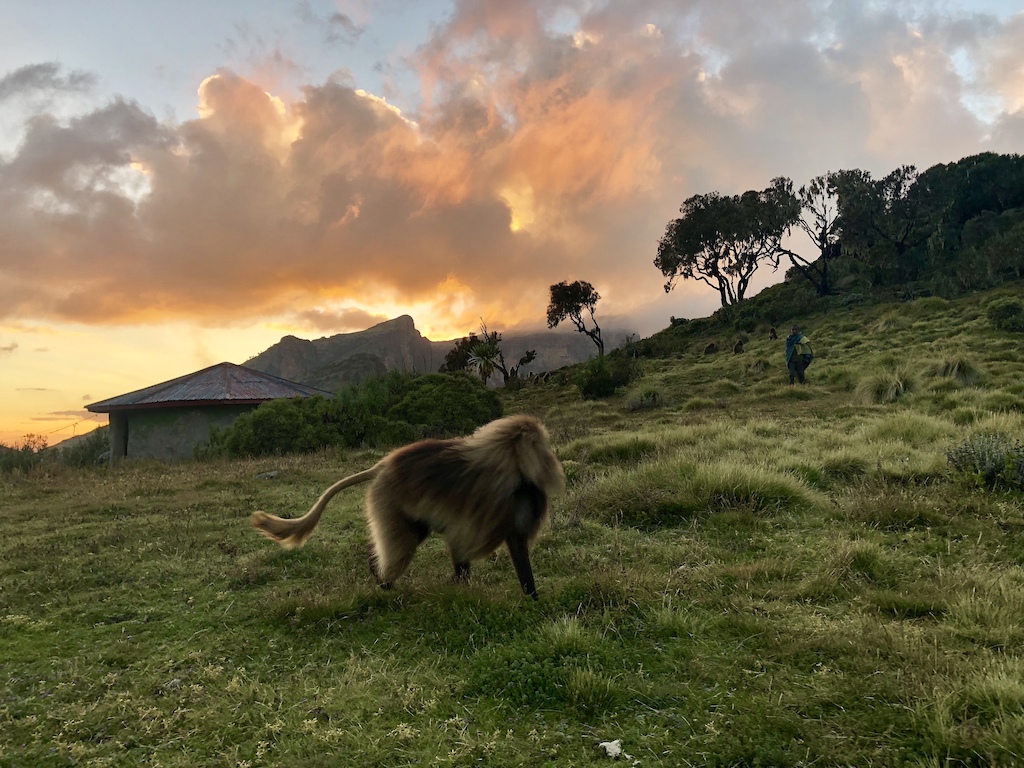 Enjoying the evening at Chennek basecamp 3600 m with baboons