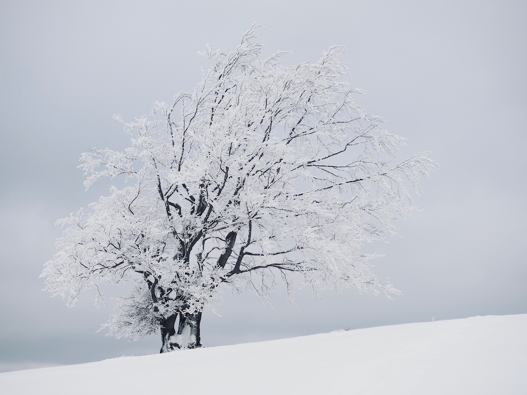 Beautiful Loner Beech on Hala Jaworowa (XCD Skiing). Niesamowity, przepiękny buk samotnik na Hali Jaworowej.