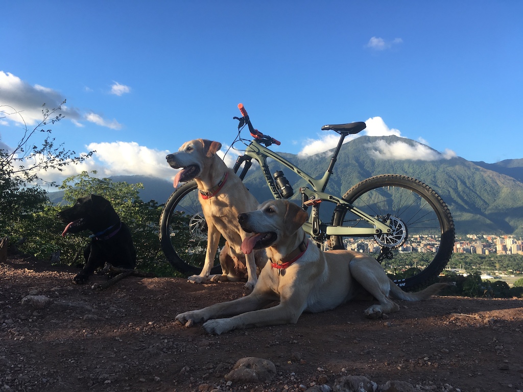 Trail dogs