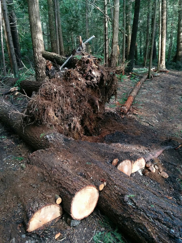 Side view of log roll (up and over) built after the December 2018 wind storm caused trees to block trail.