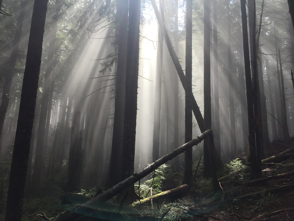 My son and I were riding Cypress one morning and came around a corner to this scene. The fog was clearing and the sun was lighting the trail. Seconds later the whole scene was gone.