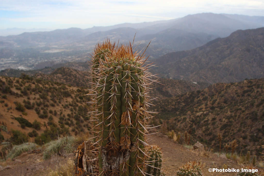 Cactus Quisco se encuentra en toda la zona central de Chile