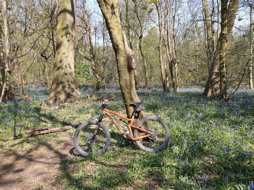 Bike & Bluebells