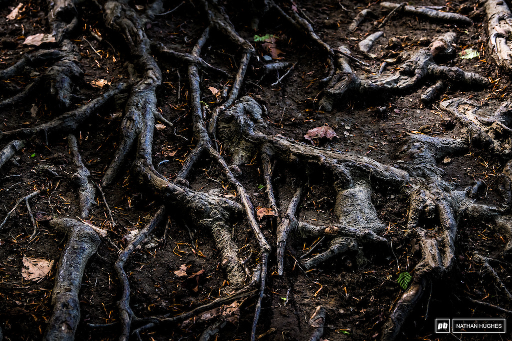 Gnarly roots aplenty deep in the forest.