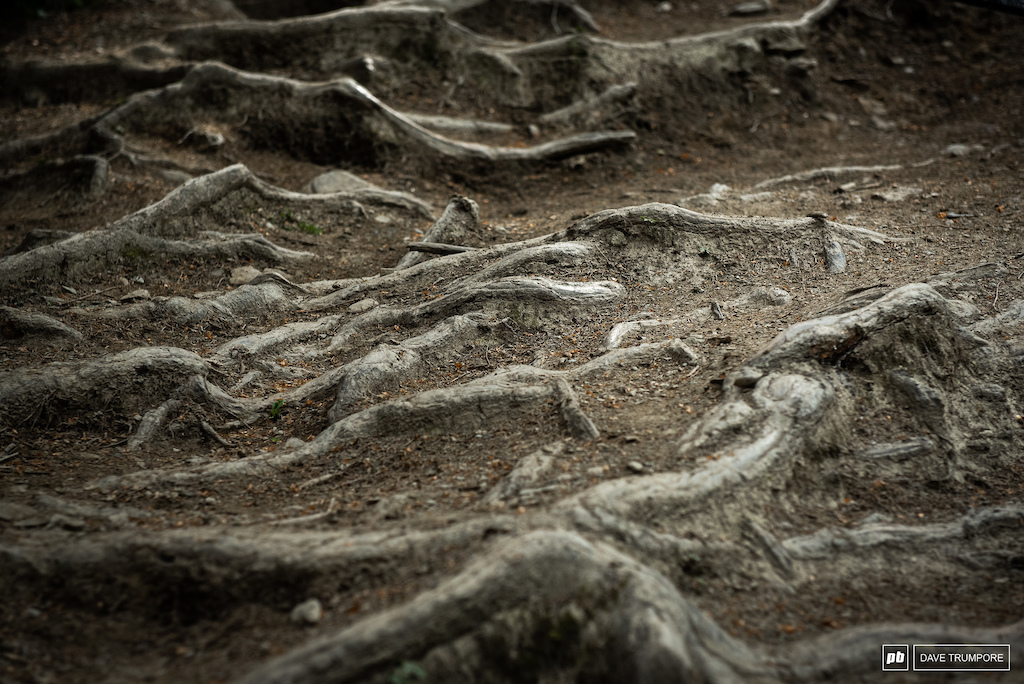 There are still plenty of roots ion Leogang, and more will surely appear in the fresh cut sections.