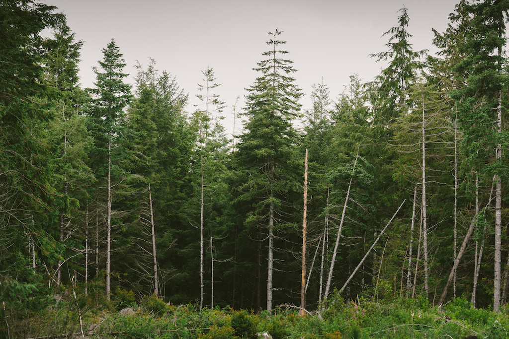 Whiskey Run Forest. Photo by Jason Fitzgibbon
