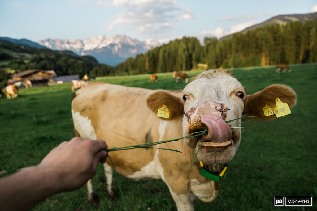 The best thing about this side of Austria is there are more cows than people.