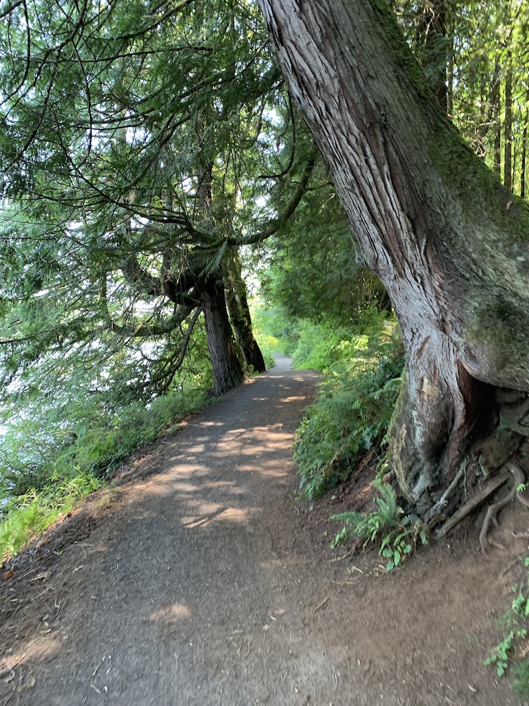 A wide dirt path winds through old-growth forest with massive tree trunks on either side.