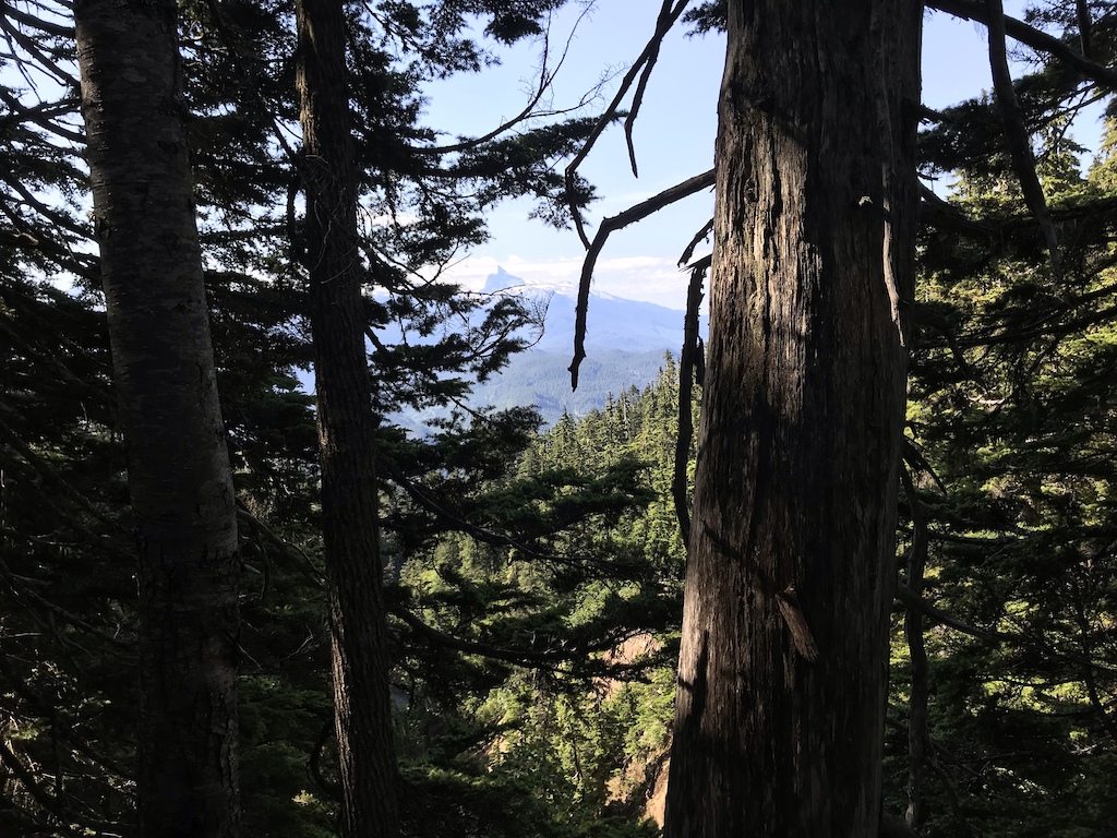 A hiker walking through old-growth forest with mountain views visible between large trees.