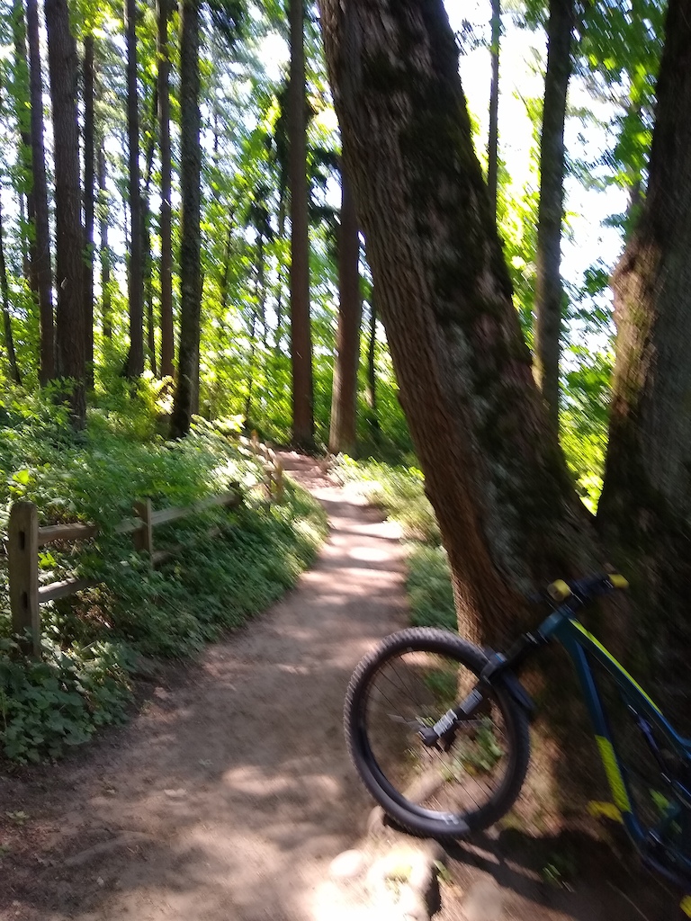 Elderberry is a beautiful trail through tall trees with great dirt and a few roots. Lots of gear changes.