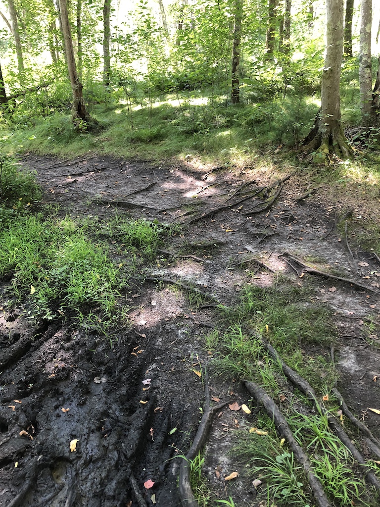 some roots right before the skinny bridge